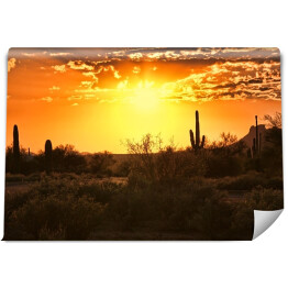 Fototapeta samoprzylepna Piękny widok pustyni z kaktusami w Arizonie o zmierzchu 