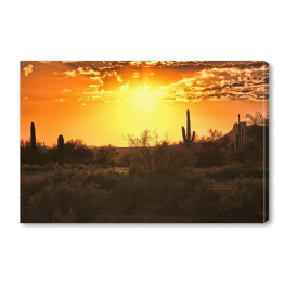 Obraz na płótnie Piękny widok pustyni z kaktusami w Arizonie o zmierzchu 