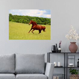 Plakat Koń galopujący po letnich pastwiskach