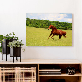 Obraz na płótnie Koń galopujący po letnich pastwiskach