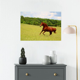 Plakat samoprzylepny Koń galopujący po letnich pastwiskach