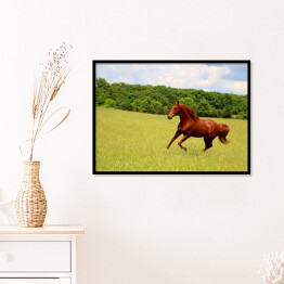 Plakat w ramie Koń galopujący po letnich pastwiskach