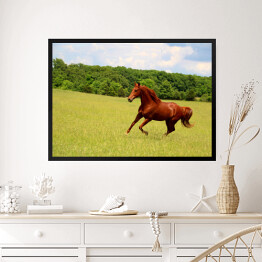 Obraz w ramie Koń galopujący po letnich pastwiskach