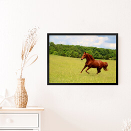 Obraz w ramie Koń galopujący po letnich pastwiskach