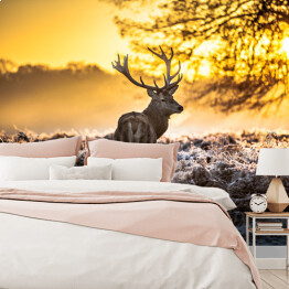 Fototapeta samoprzylepna Sylwetka jelenia wpatrzonego w dal na tle wschodu słońca