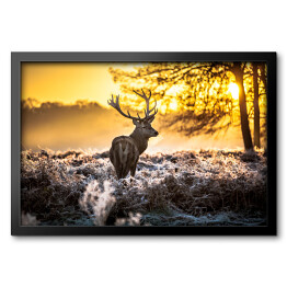 Obraz w ramie Sylwetka jelenia wpatrzonego w dal na tle wschodu słońca