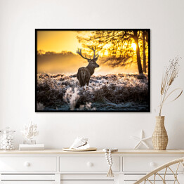 Plakat w ramie Sylwetka jelenia wpatrzonego w dal na tle wschodu słońca