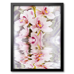 Obraz w ramie Biała orchidea i jej odbicie w wodzie