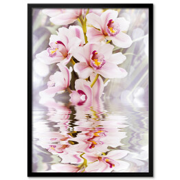 Plakat w ramie Biała orchidea i jej odbicie w wodzie
