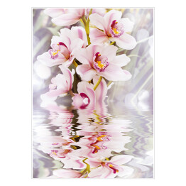 Plakat samoprzylepny Biała orchidea i jej odbicie w wodzie