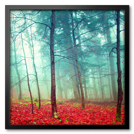 Obraz w ramie Jesienny las
