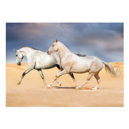 Plakat Grupa jasnych koni galopująca na pustyni
