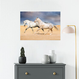 Plakat Grupa jasnych koni galopująca na pustyni