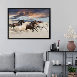 Obraz w ramie Pięć koni biegnących galopem na pustyni o zachodzie słońca