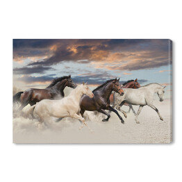 Obraz na płótnie Pięć koni biegnących galopem na pustyni o zachodzie słońca