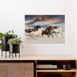 Plakat samoprzylepny Pięć koni biegnących galopem na pustyni o zachodzie słońca