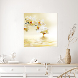 Plakat samoprzylepny Piękna biała orchidea nad wodą