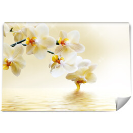 Fototapeta winylowa zmywalna Piękna biała orchidea nad wodą