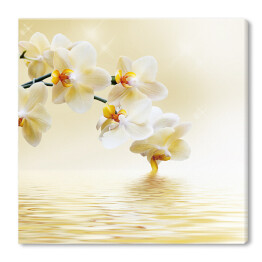 Obraz na płótnie Piękna biała orchidea nad wodą