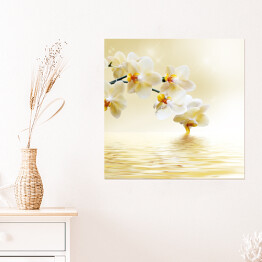 Plakat samoprzylepny Piękna biała orchidea nad wodą