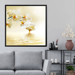 Obraz w ramie Piękna biała orchidea nad wodą