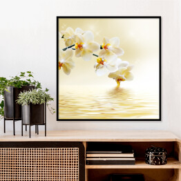 Plakat w ramie Piękna biała orchidea nad wodą