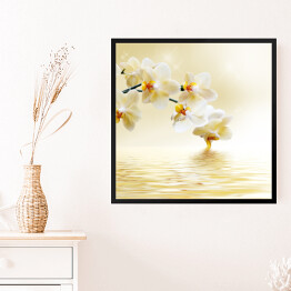 Obraz w ramie Piękna biała orchidea nad wodą