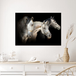 Portret trzech koni na czarnym tle