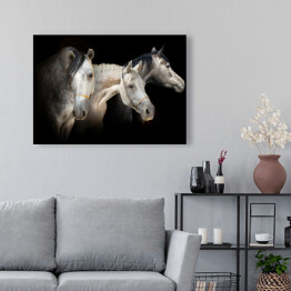 Obraz na płótnie Portret trzech koni na czarnym tle