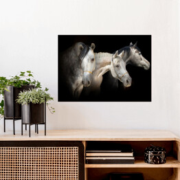 Portret trzech koni na czarnym tle