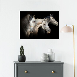 Plakat Portret trzech koni na czarnym tle