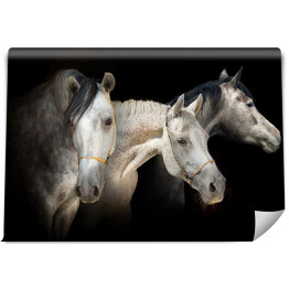 Fototapeta winylowa zmywalna Portret trzech koni na czarnym tle