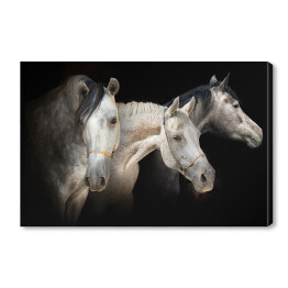 Obraz na płótnie Portret trzech koni na czarnym tle