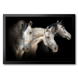 Obraz w ramie Portret trzech koni na czarnym tle