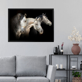 Obraz w ramie Portret trzech koni na czarnym tle