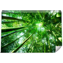 Fototapeta Bambusowy las - koncepcja zen