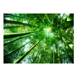 Bambusowy las - koncepcja zen