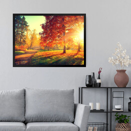 Obraz w ramie Jesienny pejzaż - rozświetlone drzewa w parku 
