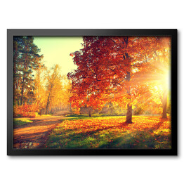 Obraz w ramie Jesienny pejzaż - rozświetlone drzewa w parku 