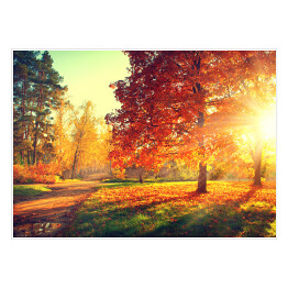 Plakat Jesienny pejzaż - rozświetlone drzewa w parku 