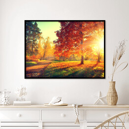 Plakat w ramie Jesienny pejzaż - rozświetlone drzewa w parku 