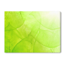 Obraz na płótnie Zielone tło z cienkich liści