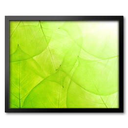 Obraz w ramie Zielone tło z cienkich liści