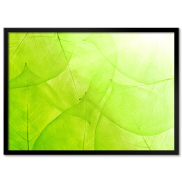 Plakat w ramie Zielone tło z cienkich liści