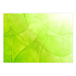 Plakat Zielone tło z cienkich liści