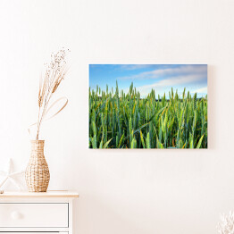 Obraz na płótnie Wiosenne zielone pole pszenicy
