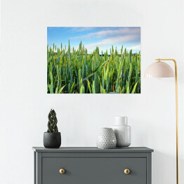Plakat samoprzylepny Wiosenne zielone pole pszenicy