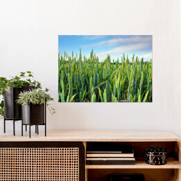 Plakat samoprzylepny Wiosenne zielone pole pszenicy
