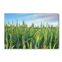 Obraz na płótnie Wiosenne zielone pole pszenicy