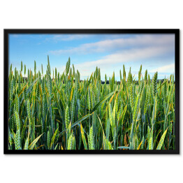 Plakat w ramie Wiosenne zielone pole pszenicy